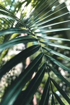 Green palm leaf Stock Photos