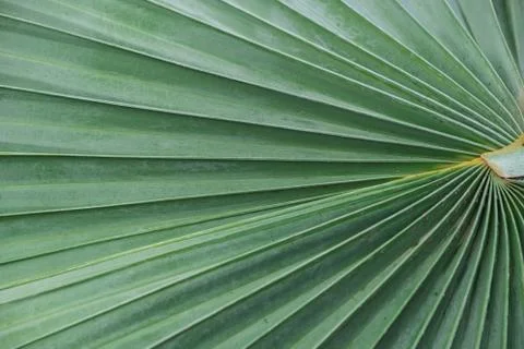 Green palm leaf Stock Photos