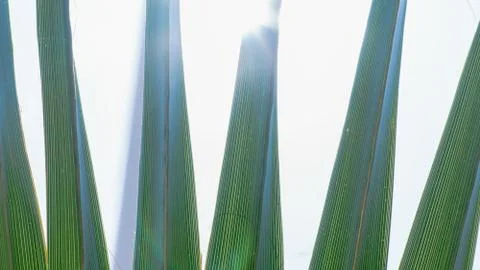 Green palm leaf Stock Photos