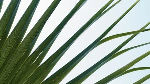 Green palm leaf 스톡 사진