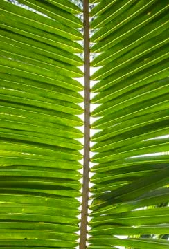 Green Palm Leaf Stock Photos