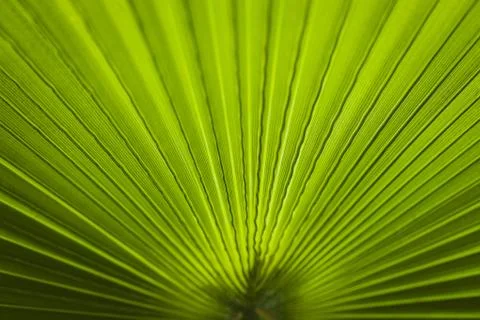 Green palm Leaf Stock Photos