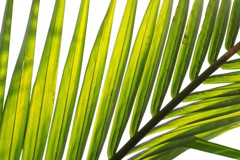 Green palm leaf Stock Photos
