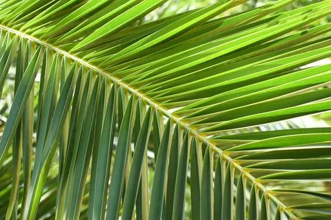 Green Palm Leaf Stock Photos
