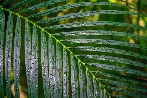 Green palm leaf with raindrops close up pattern Photos