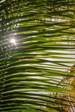 Green palm leaf with sun pattern texture abstract background. tropical summer 写真素材