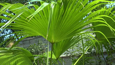 Green palm leaf in sunlight against the sky Stock Footage 340130852