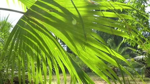 Green palm leaf in sunlight against the sky Stock Footage 340130856