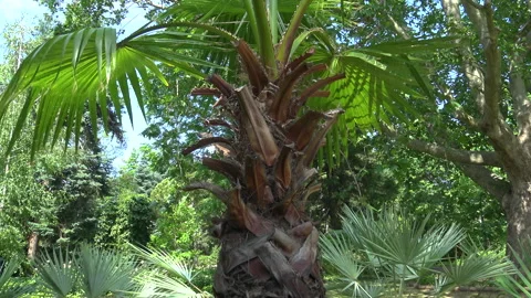Green palm leaf in sunlight against the sky Stock Footage 340130973