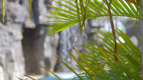 Green palm leaf swaying softly in front of a blurred stone background, capt.. Stock Footage 286012455