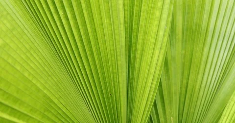 Green palm leaf texture, abstract pattern of foliage plant in nature Stock Footage 82985542