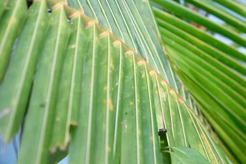 Green Palm Leaf Texture for Abstract Tropical Nature Background Stock Photos
