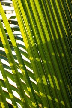 Green palm leaf texture background Stock Photos
