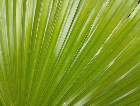 Green Palm Leaf Texture Background Stock Photos