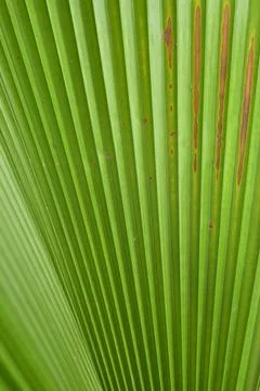 Green palm leaf texture close up natural tropical background Stock Photos