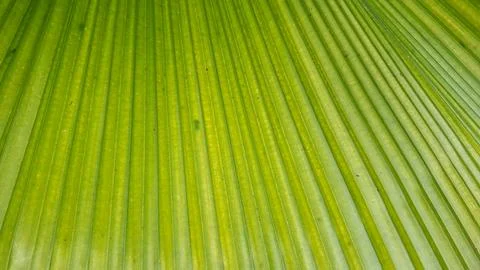 Green palm leaf texture close up background Stock Photos