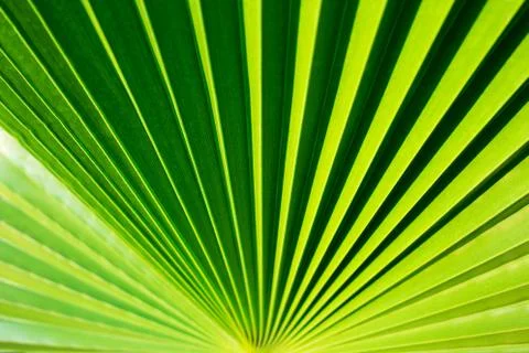 Green palm leaf texture. Stock Photos