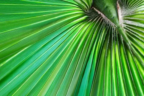 Green palm leaf texture. Stock Photos