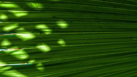 Green palm leaf texture with sun dappled shadows Stock Photos