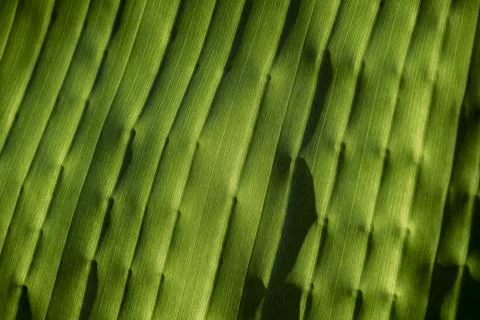 Green palm leaf texture with sunlight abstract nature background Stock Photos