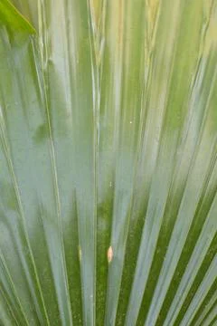 Green palm leaf texture vertical natural pattern 스톡 사진