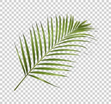 Green palm leaf on transparent background Stock Photos