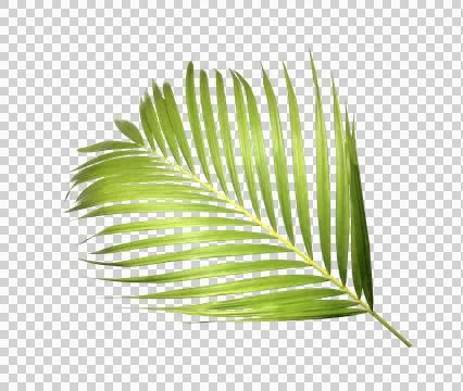 Green palm leaf on transparent background Stock Photos