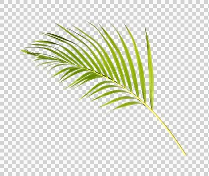 Green palm leaf on transparent background Stock Photos