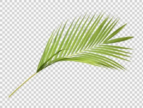 Green palm leaf on transparent background Stock Photos