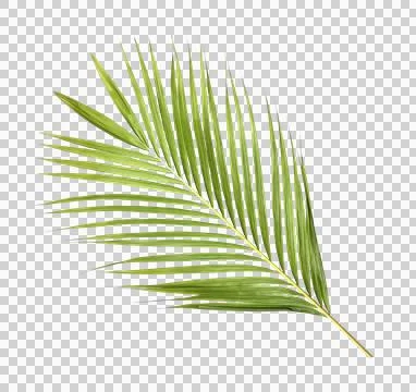 Green palm leaf on transparent background Stock Photos
