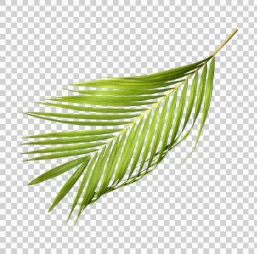 Green palm leaf on transparent background Stock Photos