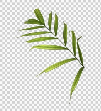 Green palm leaf on transparent background Stock Photos