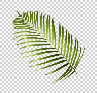 Green palm leaf on transparent background Stock Photos