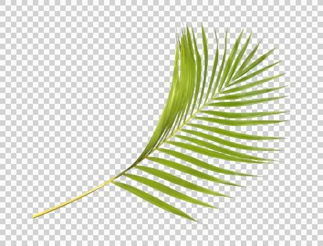 Green palm leaf on transparent background Stock Photos