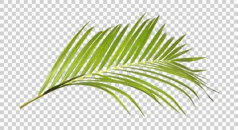 Green palm leaf on transparent background Stock Photos