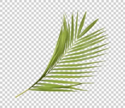 Green palm leaf on transparent background Stock Photos