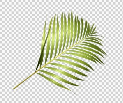 Green palm leaf on transparent background Stock Photos