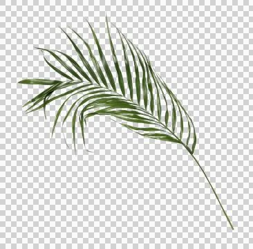 Green palm leaf on transparent background Stock Photos