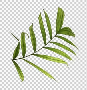 Green palm leaf on transparent background Stock Photos
