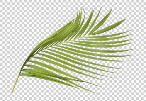 Green palm leaf on transparent background Stock Photos