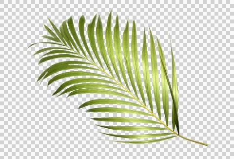 Green palm leaf on transparent background Stock Photos