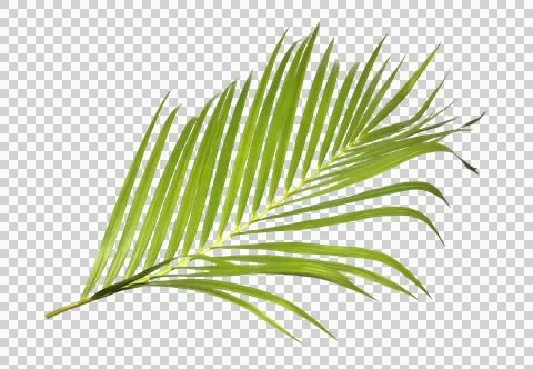 Green palm leaf on transparent background Stock Photos