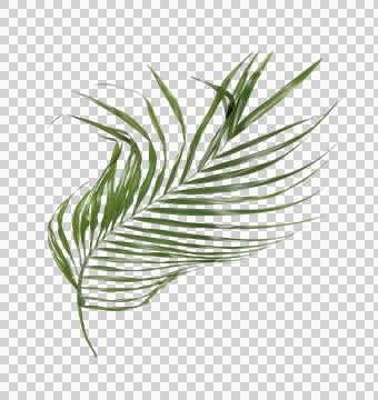 Green palm leaf on transparent background Stock Photos
