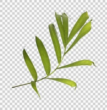 Green palm leaf on transparent background Stock Photos