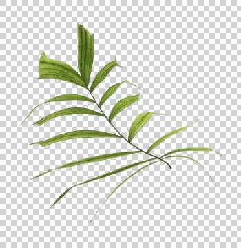 Green palm leaf on transparent background Stock Photos