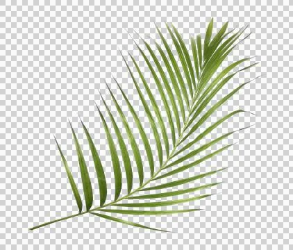 Green palm leaf on transparent background Stock Photos