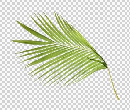 Green palm leaf on transparent background Stock Photos