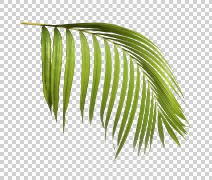 Green palm leaf on transparent background Stock Photos