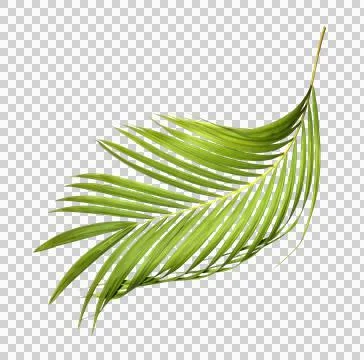 Green palm leaf on transparent background Stock Photos