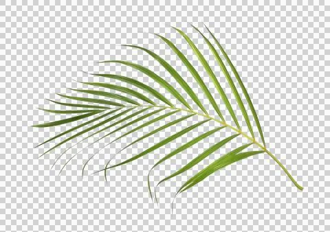 Green palm leaf on transparent background Stock Photos